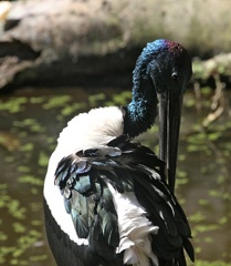 Stork